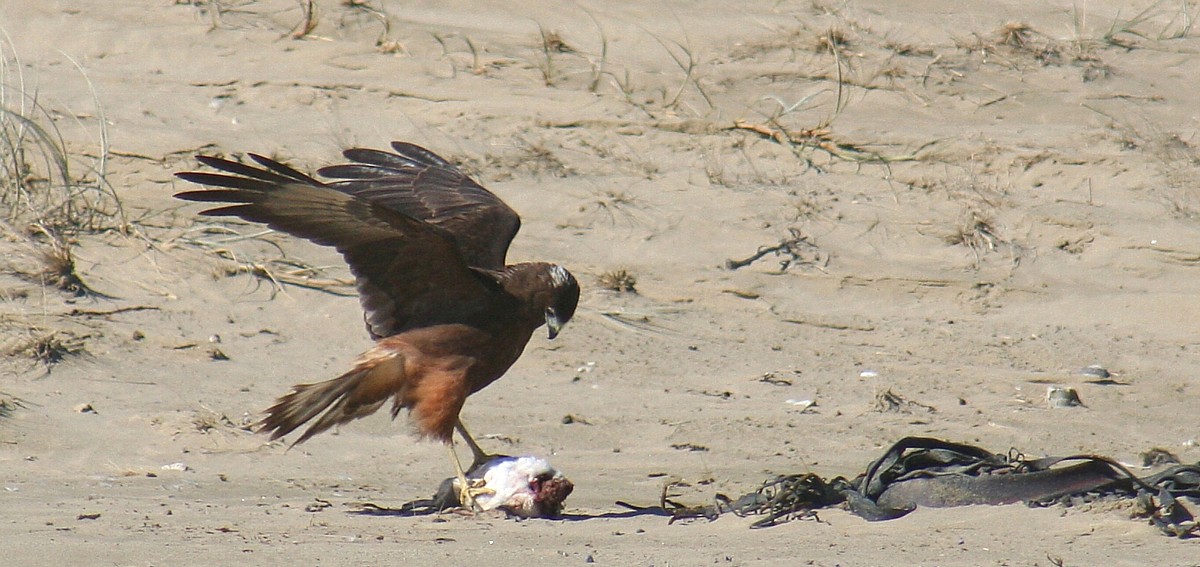 beach hawk beach hawk